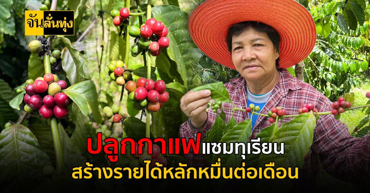 ปลูกกาแฟแซมทุเรียน สร้างเงินยามว่างก่อนปลายปี เก็บขายได้ทีละหมื่น