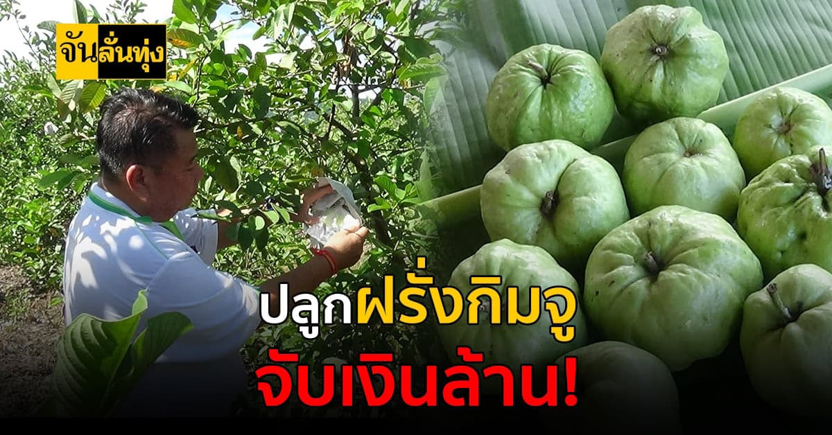 ใช้พื้นที่ 12 ไร่ ปลูกฝรั่งกิมจู ส่งขายสร้างรายได้ตลอดปีหลักล้าน!