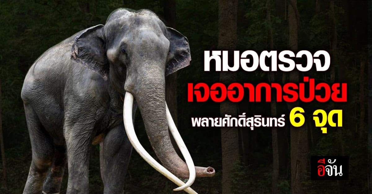 หมอแจ้งอาการป่วย พลายศักดิ์สุรินทร์ พบ 6 จุดต้องรักษา