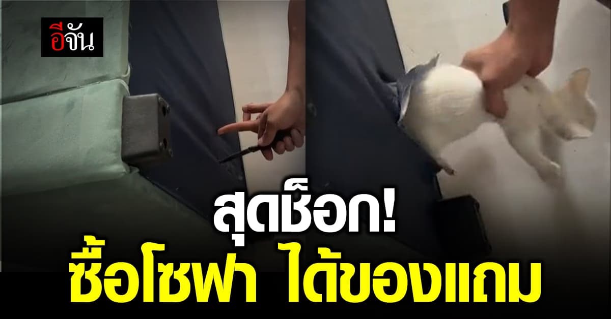 เป็นงง! ได้ของสมนาคุณที่แถมมาแบบไม่ทันตั้งตัว เมื่อซื้อโซฟา