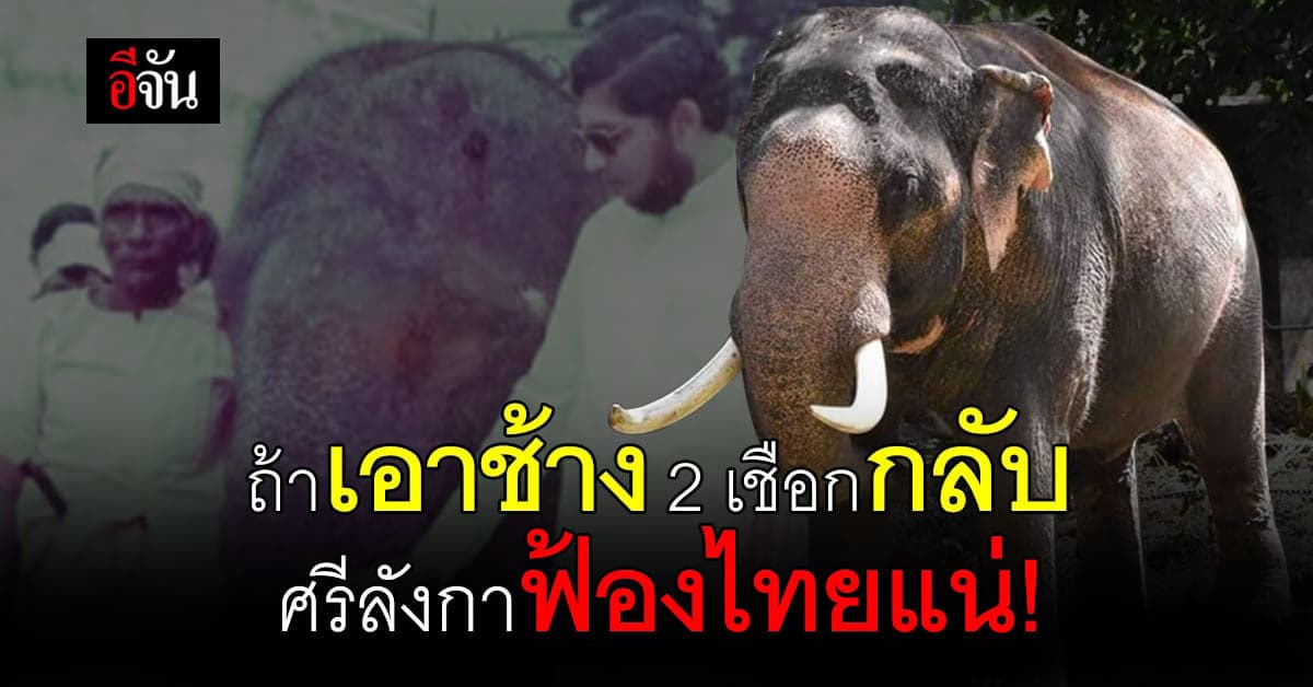 ศรีลังกาไม่ยอม! ถ้าไทยเอาช้างอีก 2 เชือกกลับ จะฟ้องแน่นอน