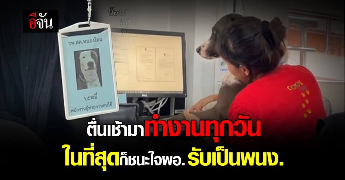 เอ็นดู พนักงานใหม่ ตื่นเช้ามาทำงานทุกวัน ในที่สุดก็ชนะใจ ผอ.
