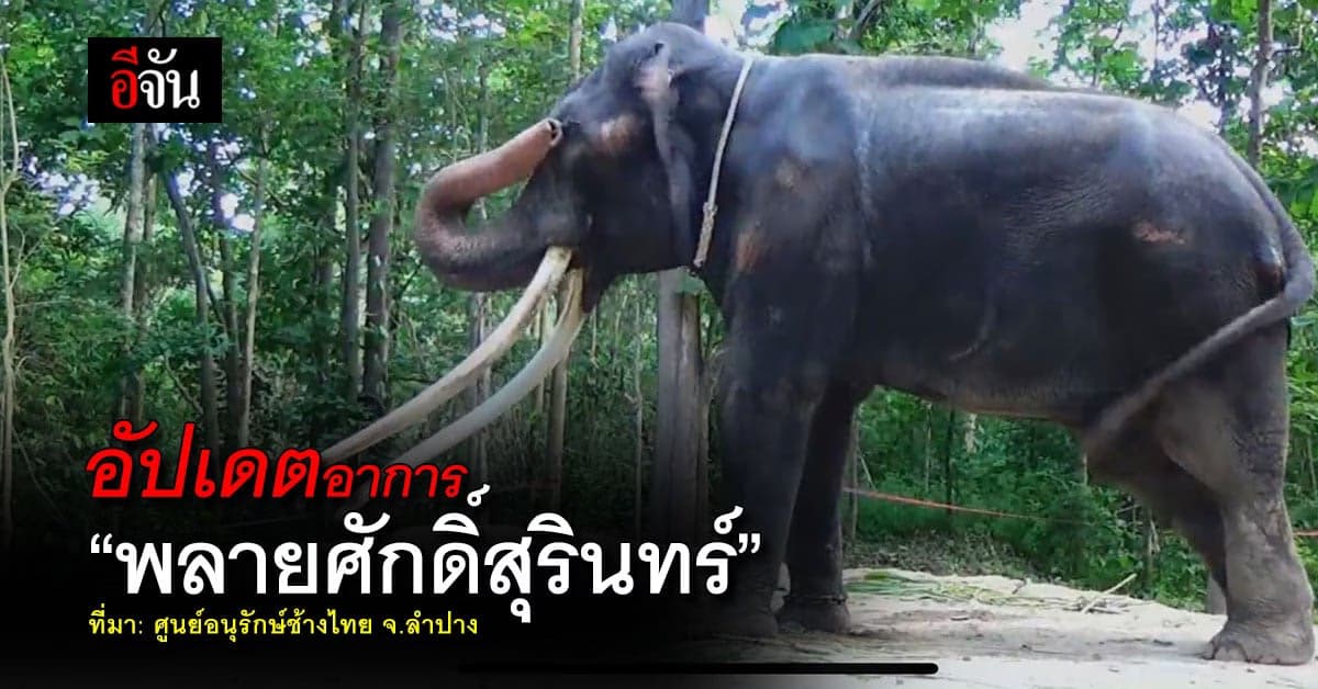 ศูนย์อนุรักษ์ช้างไทย อัปเดตอาการ “พลายศักดิ์สุรินทร์”