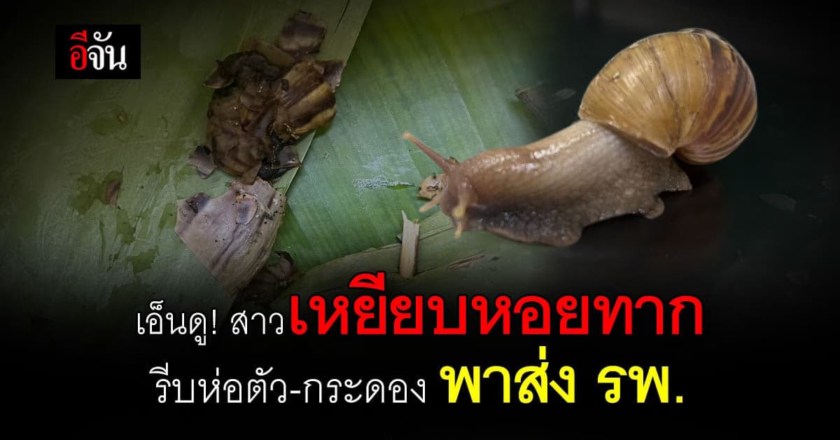 เอ็นดู! สาวเหยียบหอยทากกระดองแตก รีบนำส่ง รพ.สัตว์ หวังให้หมอช่วยรักษา