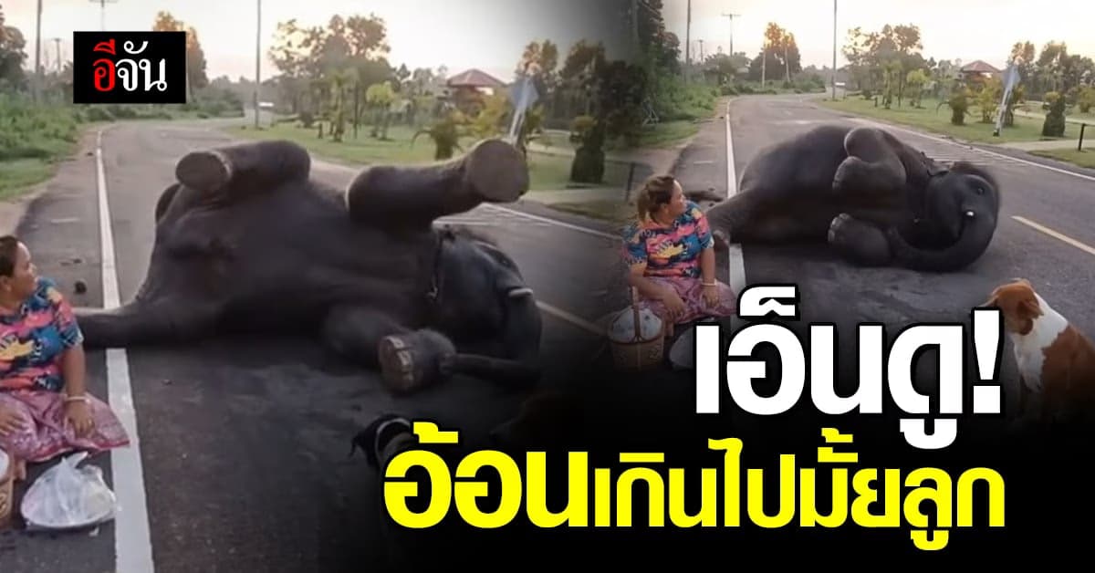 โอ้ยเป็นตาฮักแท้! ขี้อ้อนขนาดนี้ใครจะทนไหวเจ้าช้างน้อย