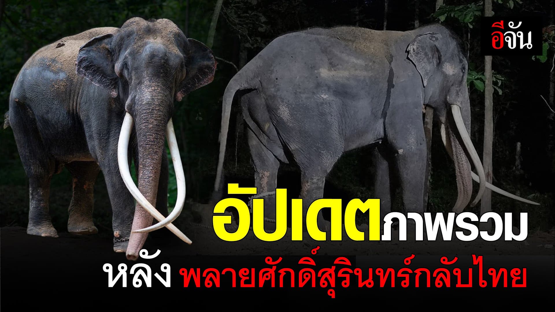 🎬 อัปเดตภาพรวม หลัง พลายศักดิ์สุรินทร์ กลับไทย