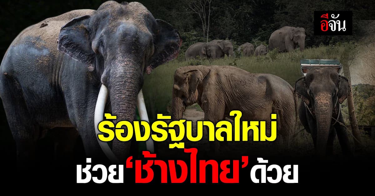 โจทย์ใหญ่ รัฐบาลใหม่ ช่วย ‘ช้างไทย’ ถูกใช้งานหนัก ทารุณเยี่ยงทาส