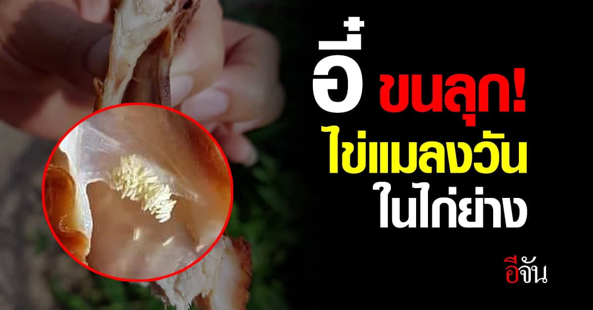 มาเป็นก้อน! แบบเน้นๆ ไข่แมลงวันติดอยู่กับไก่ย่าง