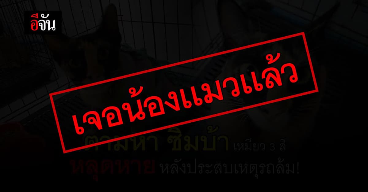 เจ้าของประกาศตามหาแมว 3 สี หลุดหาย หลังวิน จยย. รถล้ม