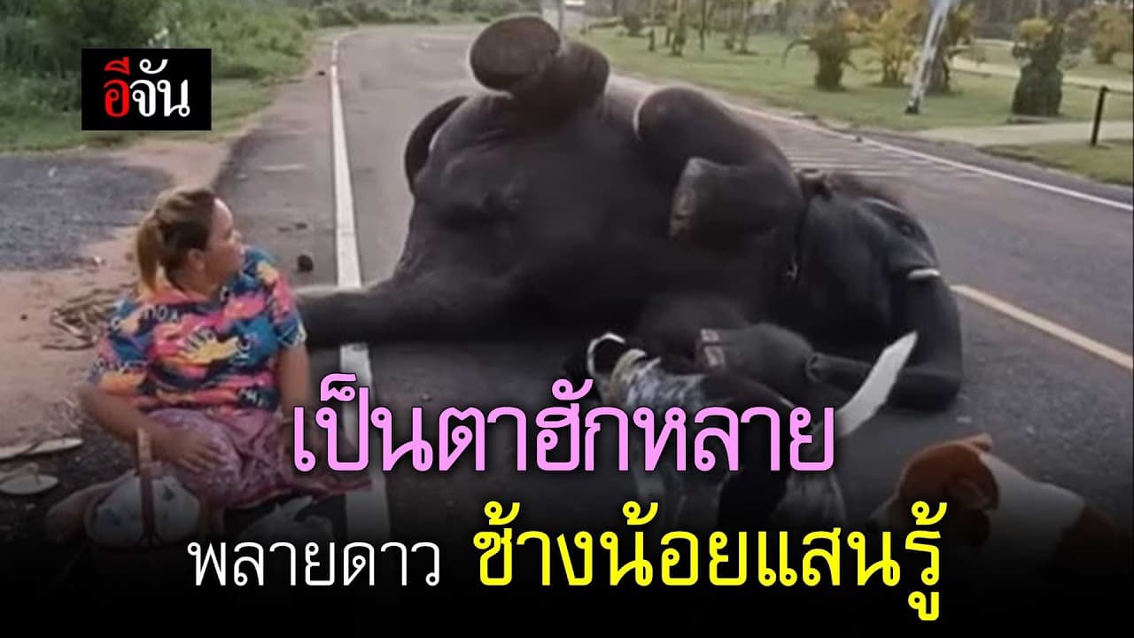 🎬 เป็นตาฮักหลาย พลายดาว ช้างน้อยแสนรู้