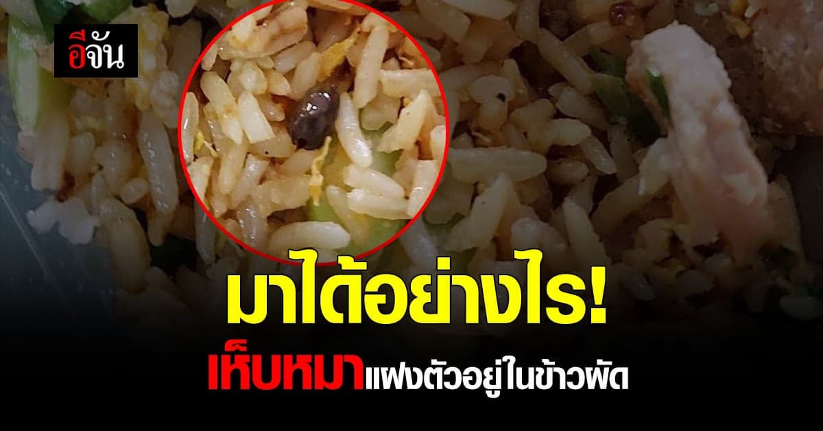 ขนลุก! เมนูชวนแหวะ ข้าวผัดไข่พิเศษ เห็บหมา