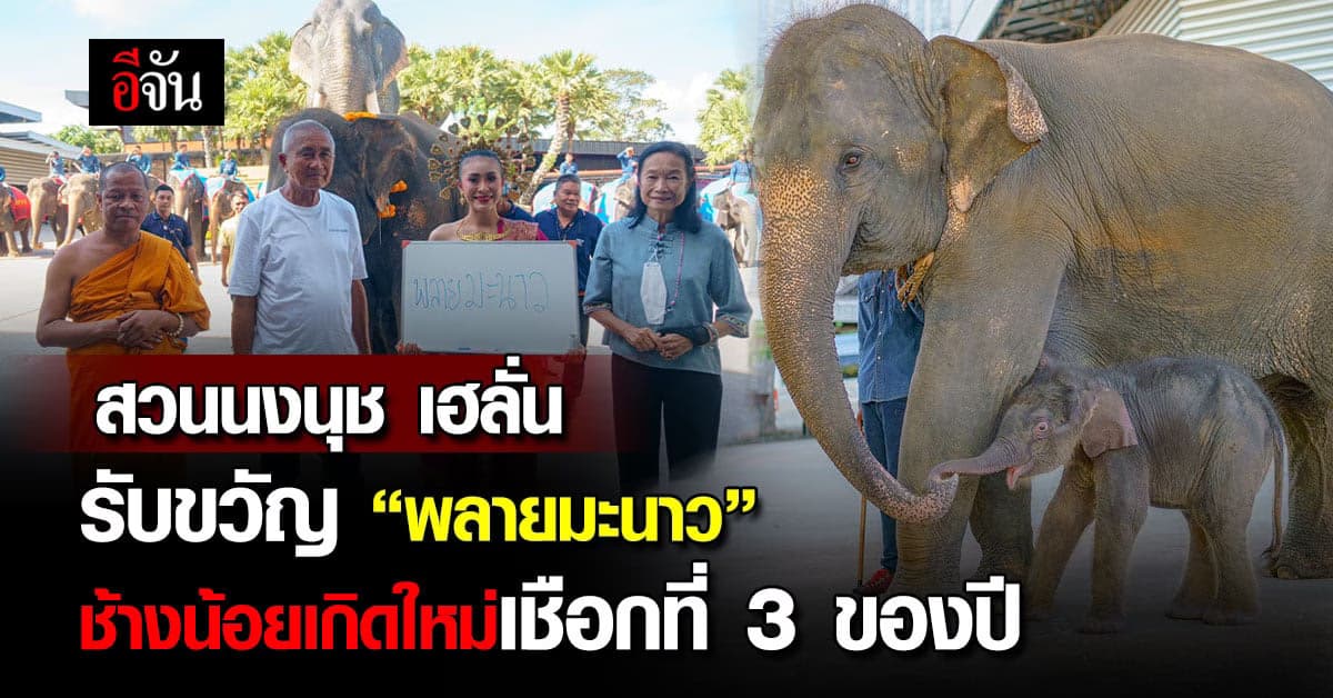 เฮลั่น! สวนนงนุชรับขวัญ พลายมะนาว ช้างเกิดใหม่เชือกที่ 3 ของปี