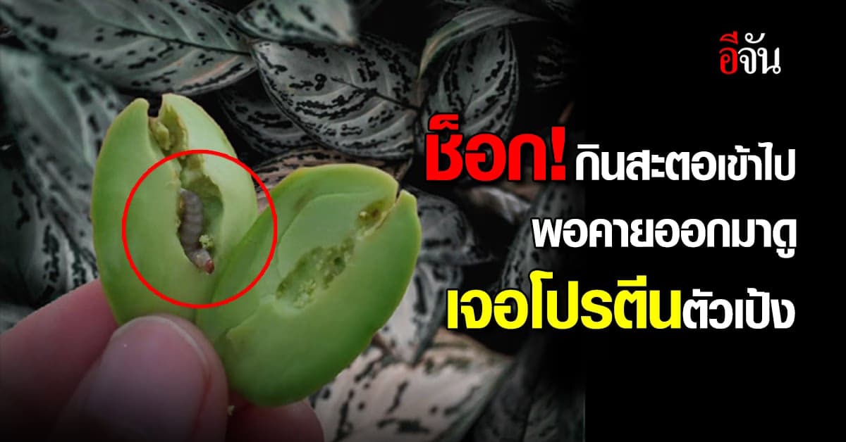 ชาวเน็ตอึ้ง! กำลังจะกินสะตอ คายออกมาดูถึงกับช็อก เจอหนอนตัวเป้ง