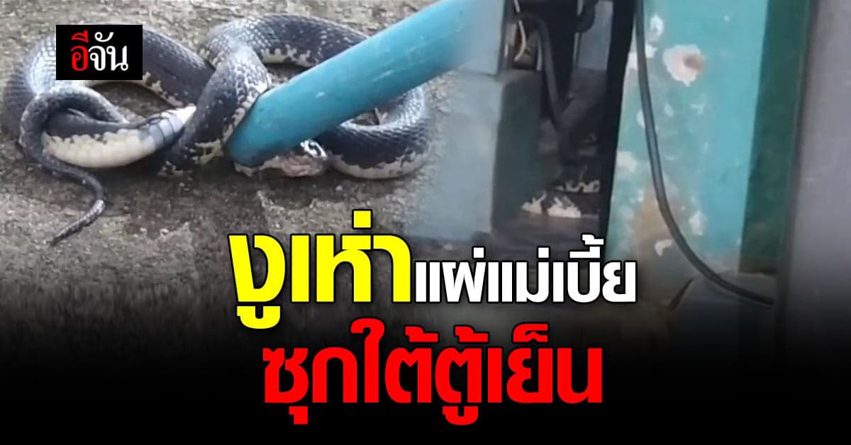 แจ้งกู้ภัยจับ งูเห่า ยาวเกือบ 2 เมตร ขดเป็นเลข 8 แผ่แม่เบี้ยใต้ตู้เย็น