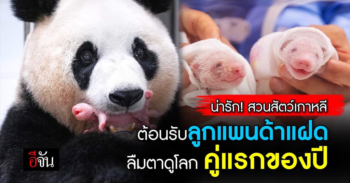 น่ารักมาก! สวนสัตว์เกาหลีใต้ ต้อนรับ ลูกแพนด้าแฝด คู่แรกของปี