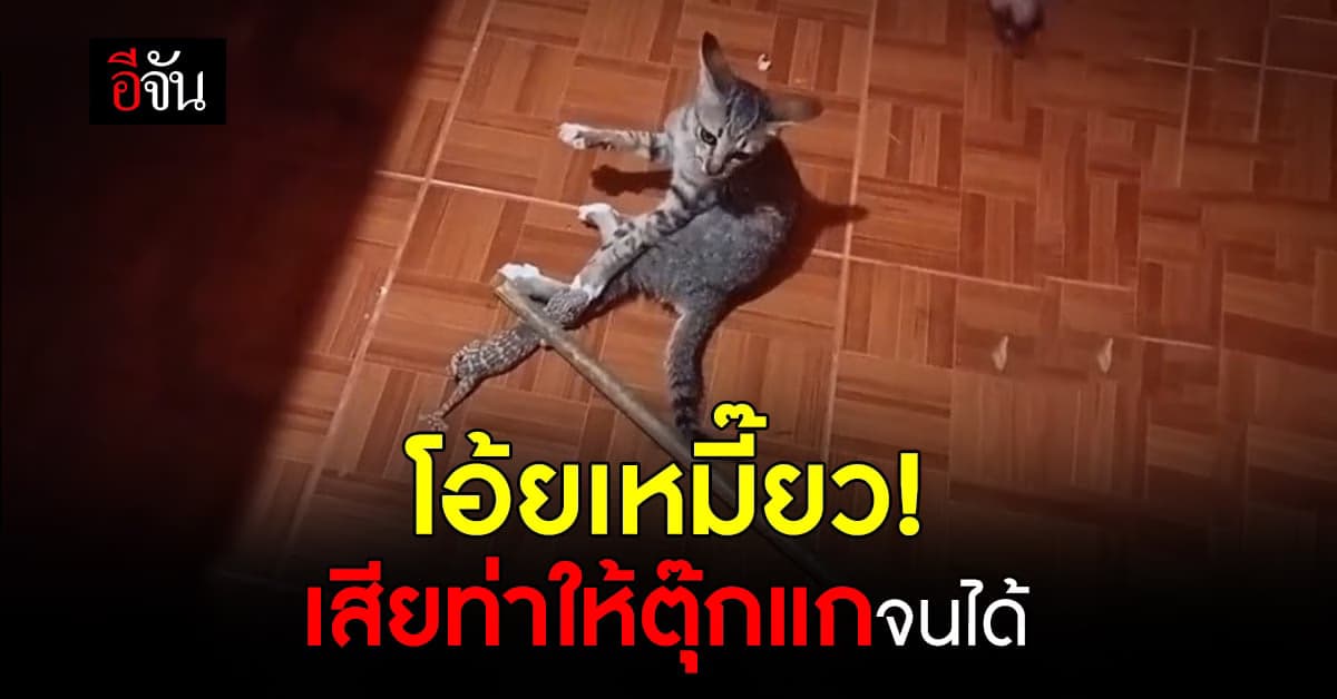 โอ้ยเอ็นดู! เมื่อเจ้าเหมี๊ยวโดนตุ๊กแกกัด แล้วหนีไม่ได้