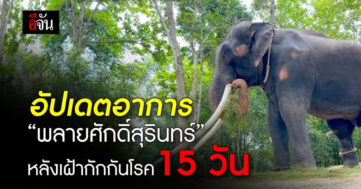 อัปเดตอาการ “พลายศักดิ์สุรินทร์” หลังเฝ้ากักกันโรค 15 วัน