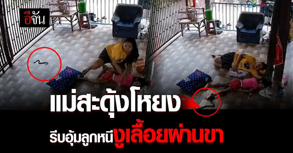 เตือนภัย แม่ลูกสะดุ้งโหยง นอนกลางวันอยู่ งูเลื้อยผ่านขา