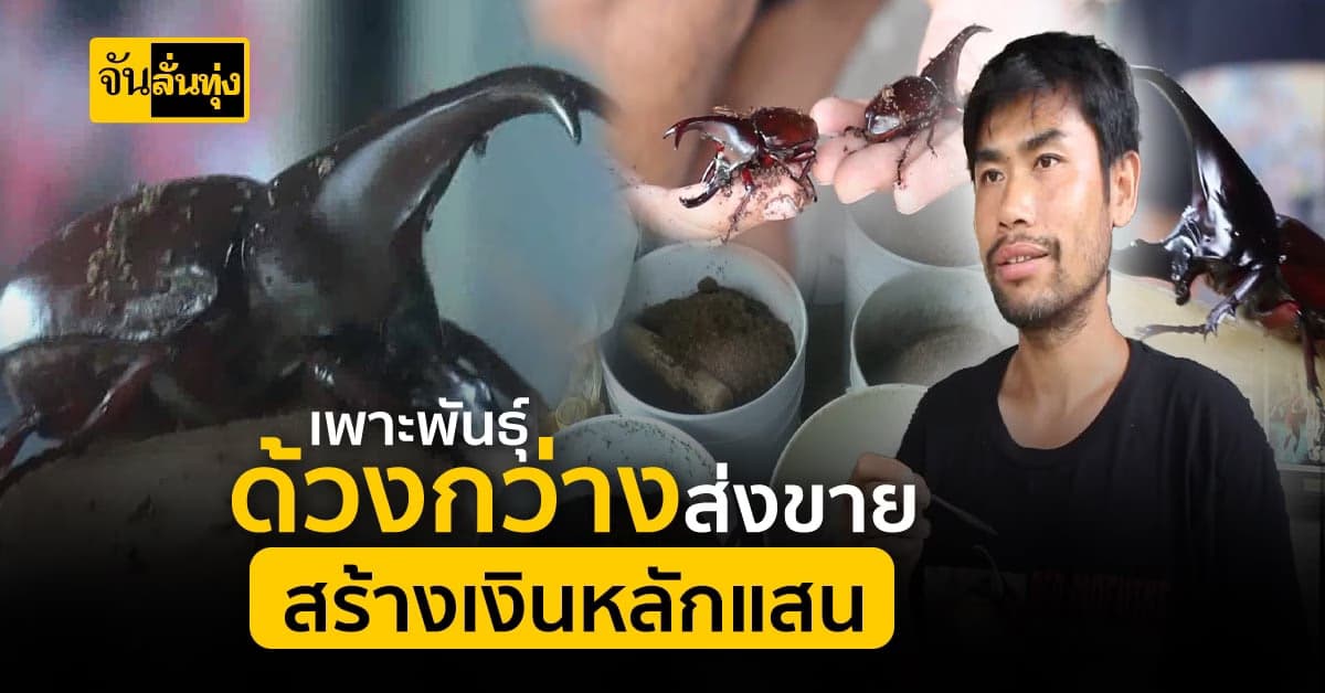 ด้วงกว่างเปลี่ยนชีวิต! สร้างเงินต่อฤดูกาลมากกว่า 200,000 บาท