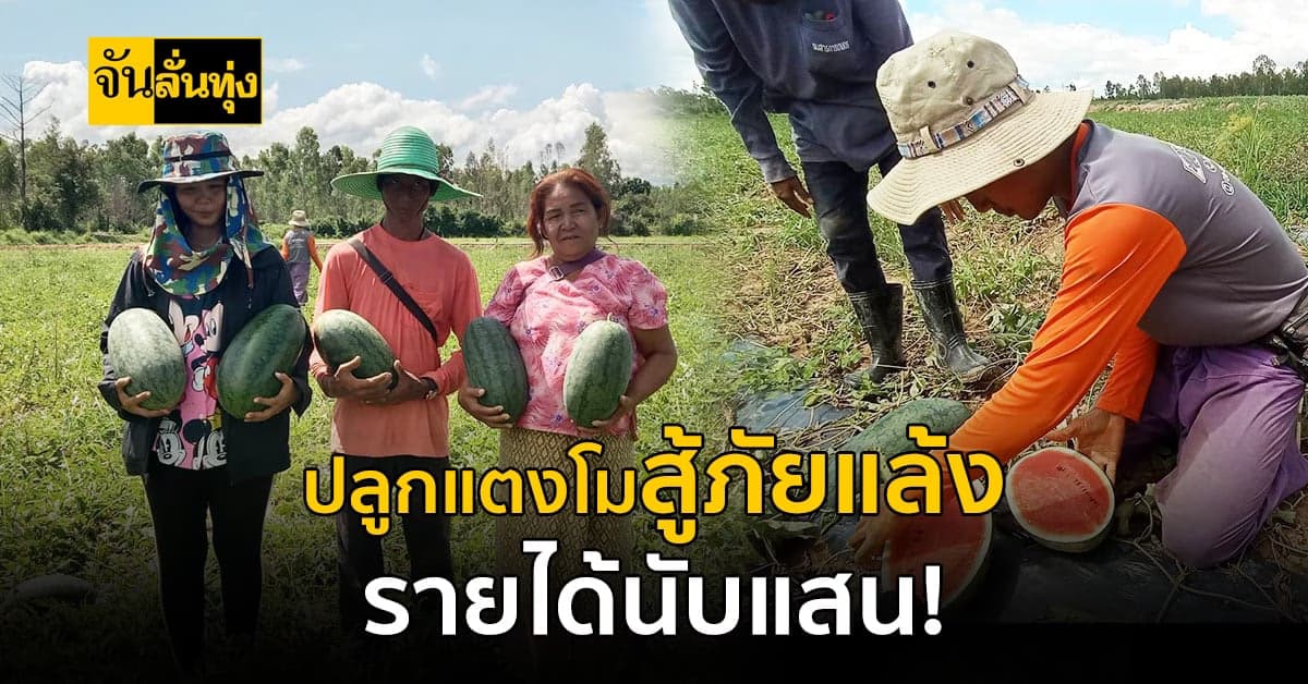 ปลูกแตงโม ระบบน้ำหยด ลงทุนหลักพัน สร้างรายได้หลักแสน