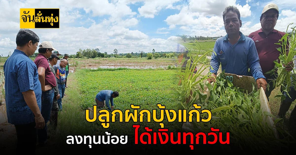 เปลี่ยนผืนนา 2 ไร่ ปลูกผักบุ้งแก้ว สร้างเงินต่อเดือนหลักหมื่นบาท