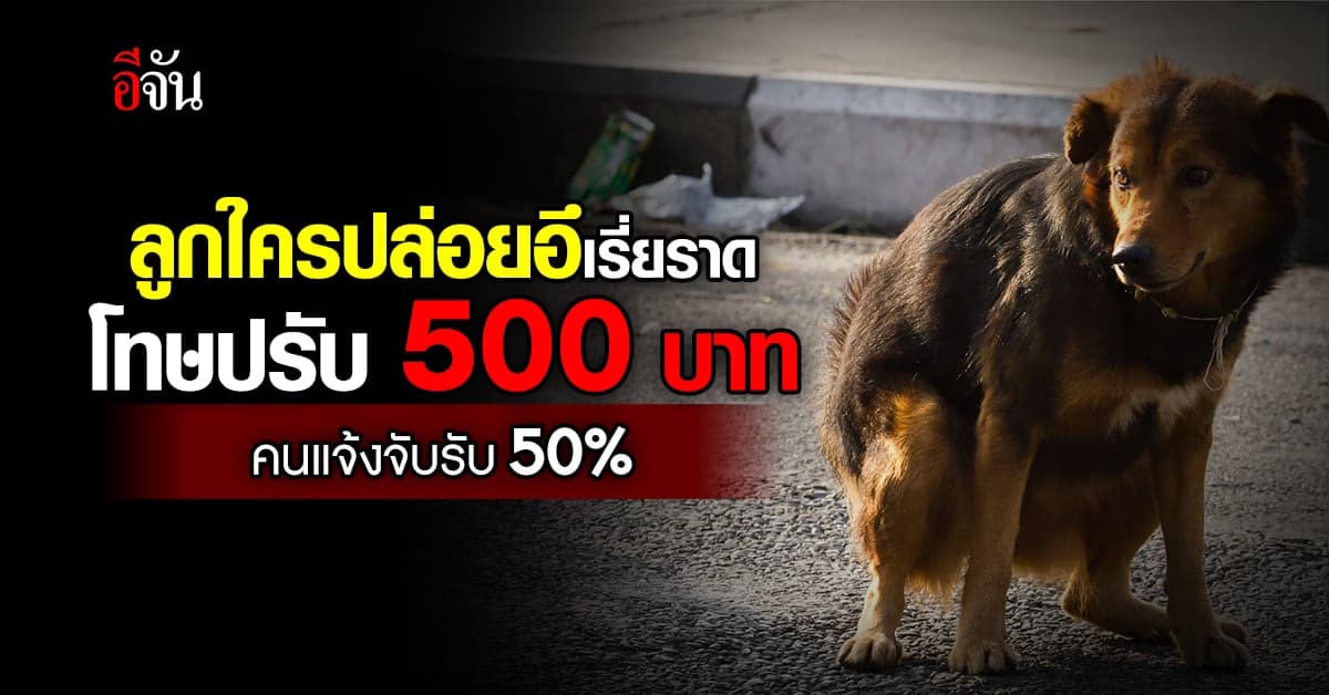 เจ้าของปล่อยสุนัขอึเรี่ยราด โทษปรับ 500 ตาดีแจ้งจับรับ 50%
