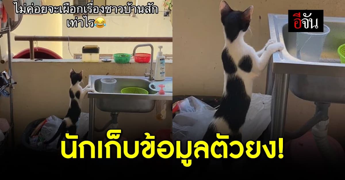 เอ็นดูเจ้าเหมี๊ยว นักเก็บข้อมูลตัวยง ชะโงกสุดตัวดูข้างบ้านทะเลาะกัน