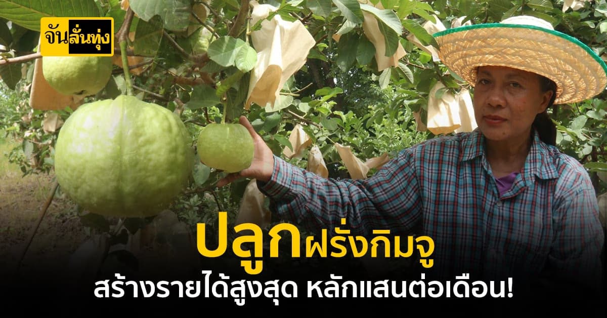 เปลี่ยนพื้นที่ทำนา 2 ไร่ ปลูกฝรั่งกิมจู ส่งขายสร้างรายได้หลักแสน!