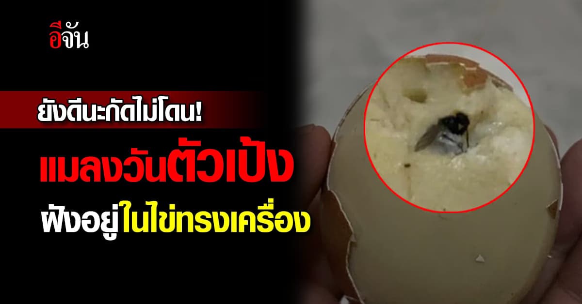 สาวกรี๊ด! มาได้ยังไง แมลงวันตัวเป้ง แอบอยู่ในไข่ทรงเครื่อง