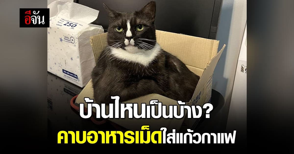 ทาสแมวงง! น้อนแอบคาบอาหารเม็ด ใส่แก้วกาแฟประจำ