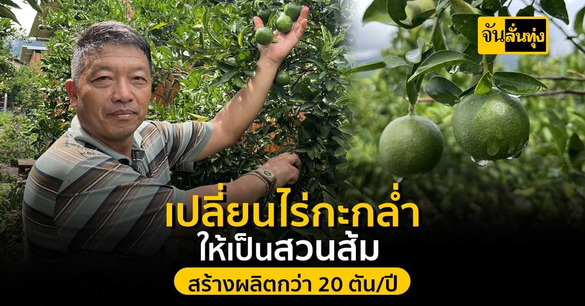 เปลี่ยนสวนกะหล่ำให้เป็นสวนส้มสร้างผลผลิตกว่า 20 ตัน/ปี