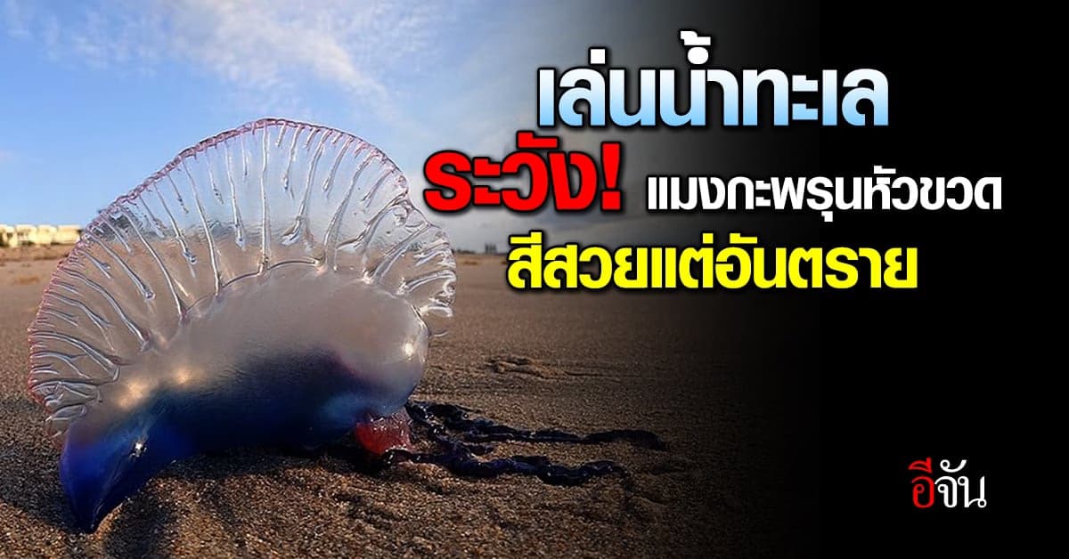 สวยแต่รูปโดนแล้วเจ็บ! แมงกะพรุนหัวขวด