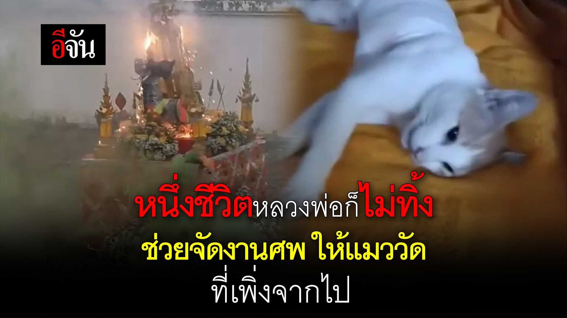 🎬 หนึ่งชีวิตหลวงพ่อก็ไม่ทิ้ง ช่วยจัดงานศพ ให้แมววัด ที่เพิ่งจากไป