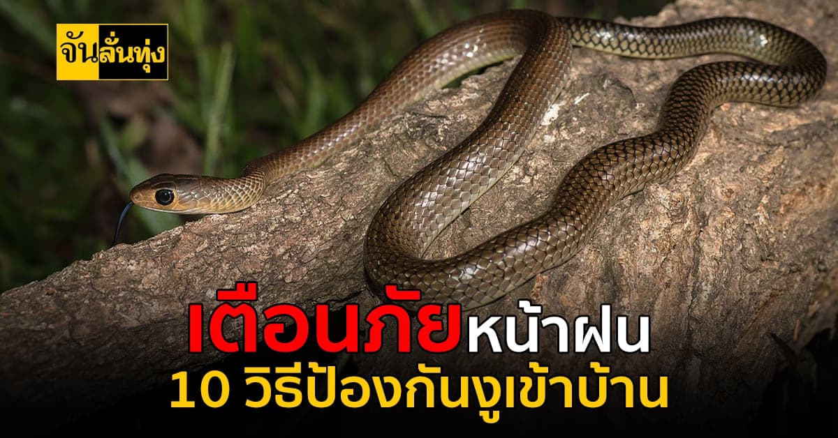 แจกวิธีป้องกันงูเข้าบ้าน ด้วย 10 วิธีนี้