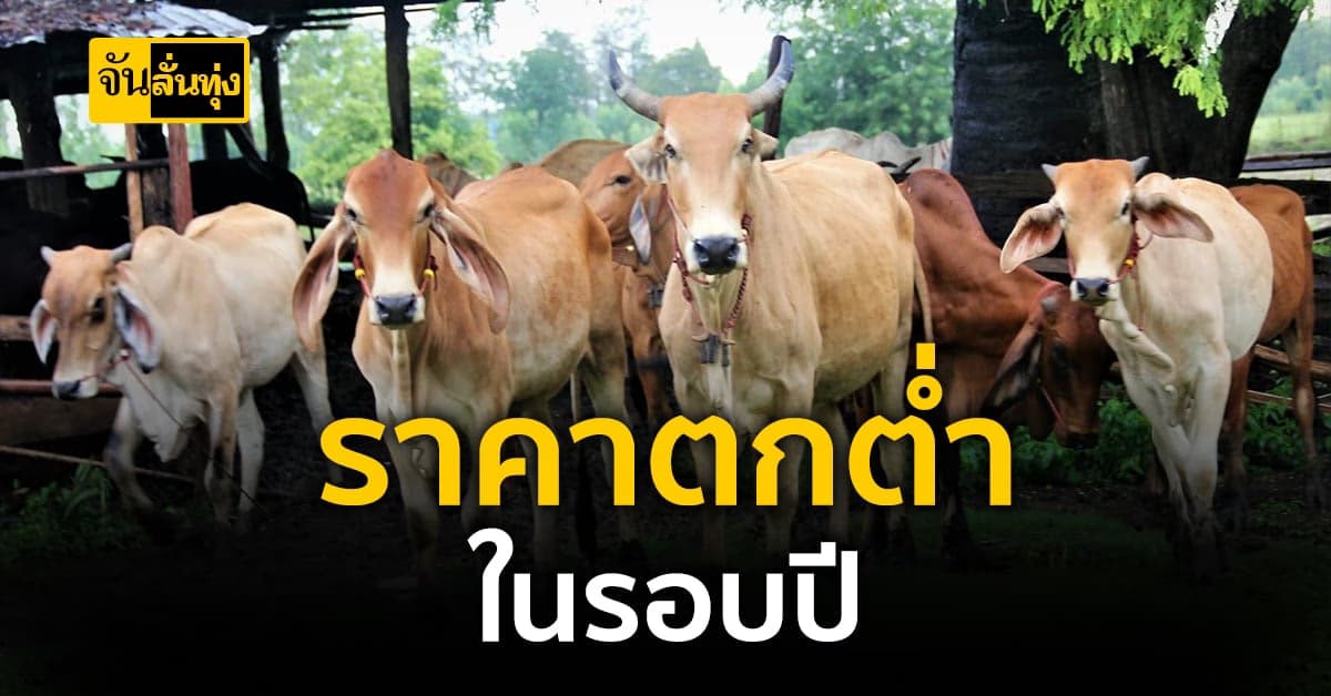 น้ำตาตก ราคาวัวในไทยดิ่งลงส่งผลให้เกษตรกรผู้เลี้ยงวัวเดือดร้อนหนัก