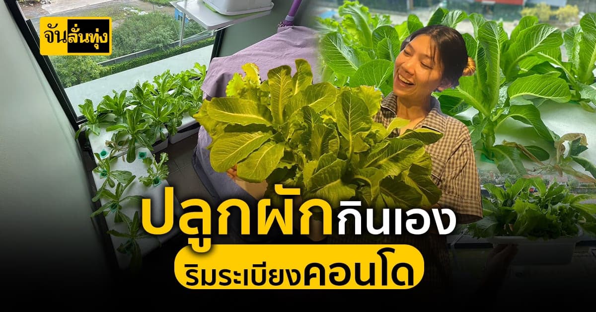 พื้นที่น้อยก็ปลูกผักได้ ปลูกผักกินเองริมระเบียงคอนโด