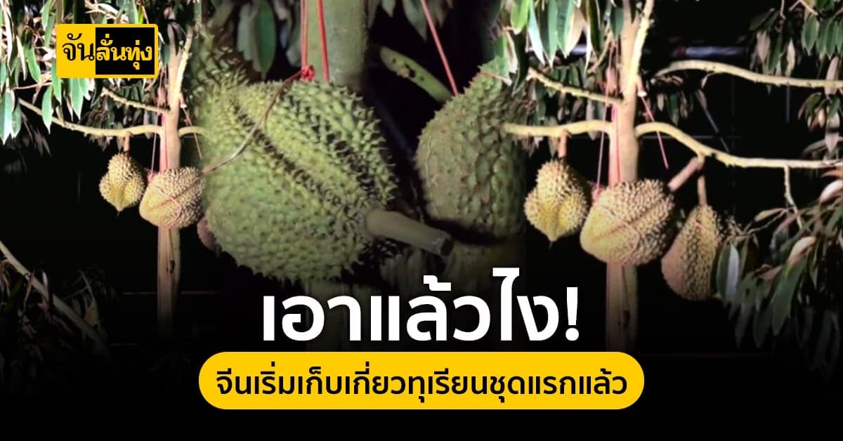 ไหหลำ เริ่มเก็บเกี่ยว ทุเรียนชุดแรก ที่ปลูกในจีน