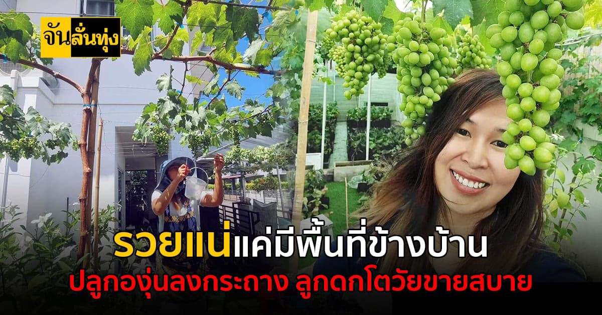 ปลูกองุ่นลงกระถางลูกดกเก็บขาย ไม่ต้องมีโรงเรือน ไม่ต้องมีหลังคา