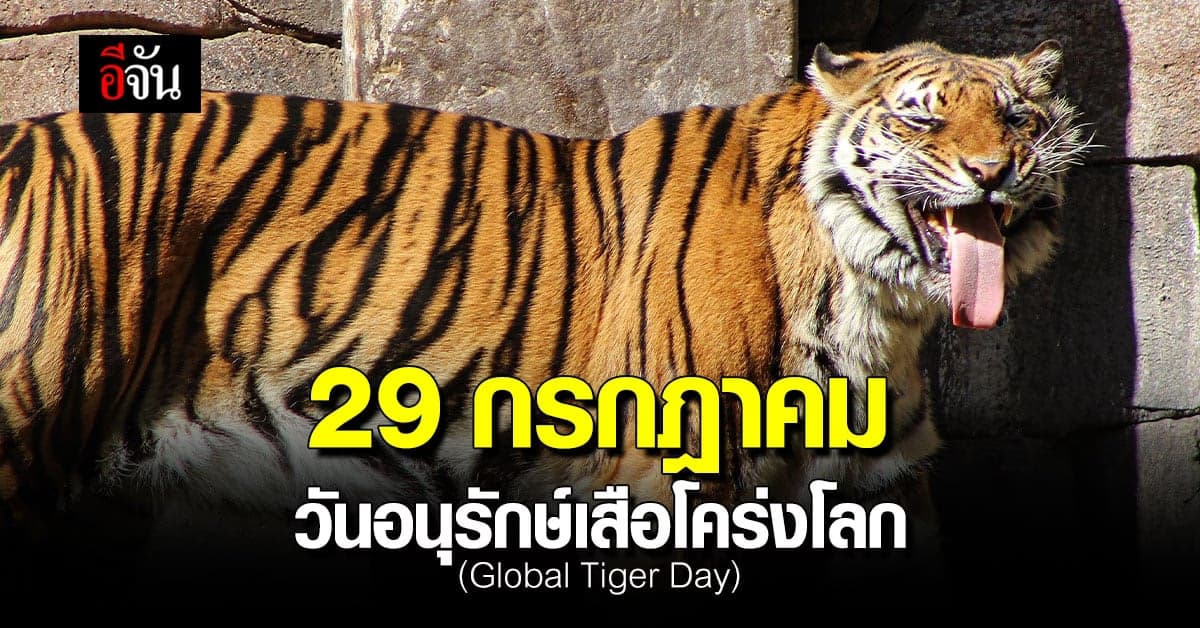 วันอนุรักษ์เสือโคร่งโลก 29 ก.ค. ของทุกปี