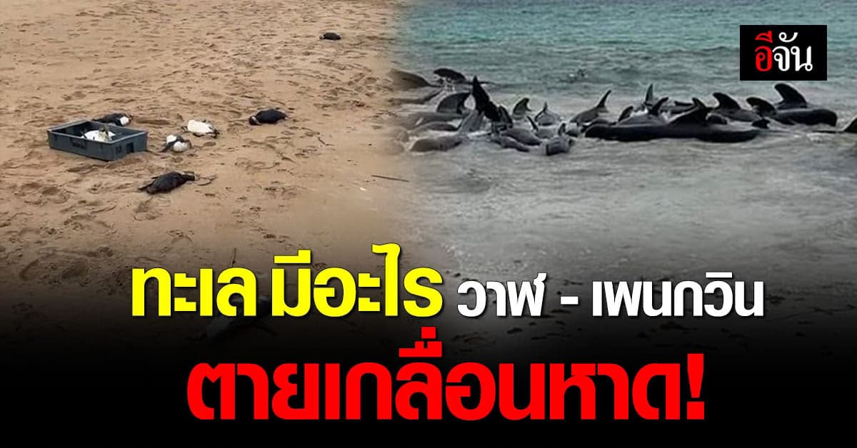 เกิดอะไรขึ้นกับธรรมชาติ วาฬนำร่อง – เพนกวิน ตายเกลื่อนหาด!