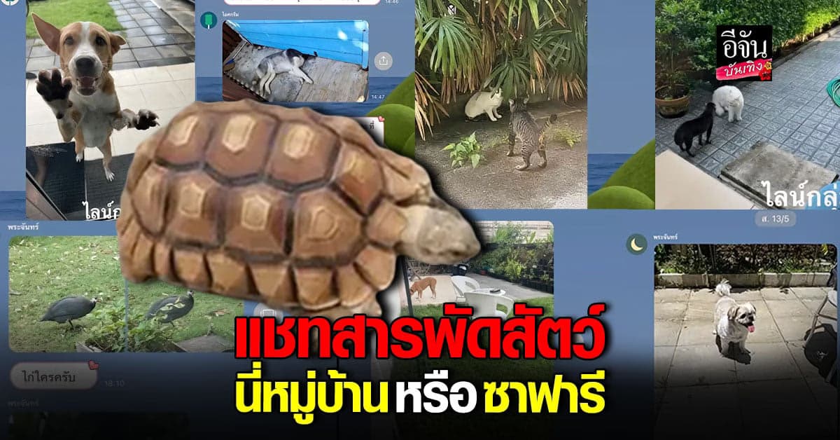 ​หรรษามาก สาวรีวิว แชทหมู่บ้าน ตามหาเจ้าของสัตว์เลี้ยงทั้งวัน