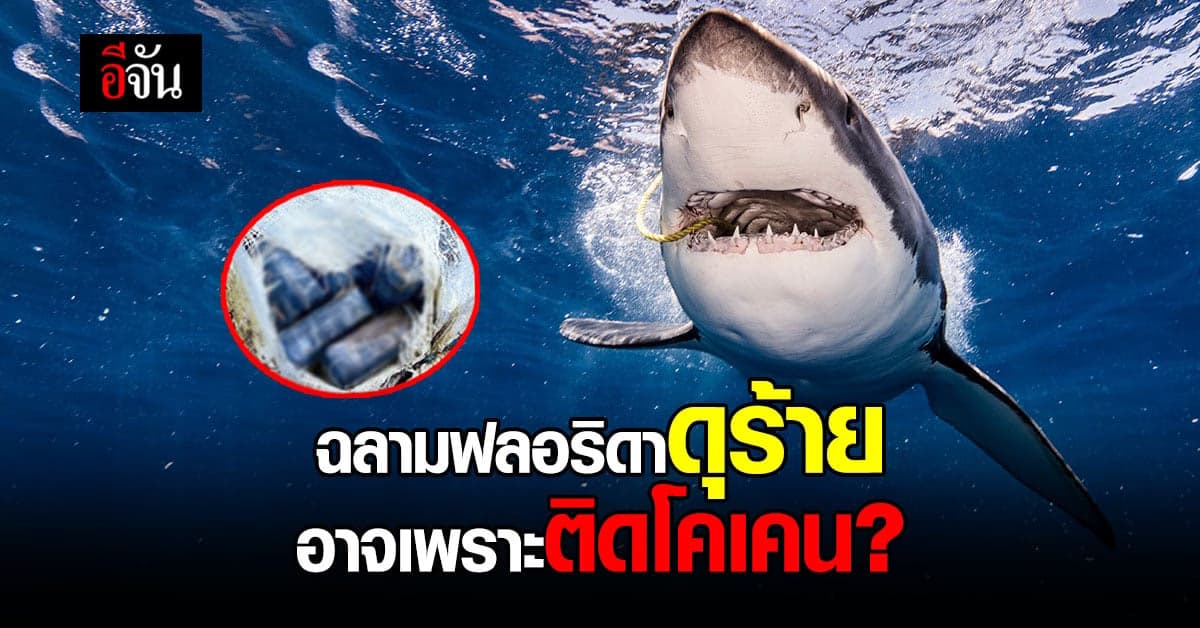 นักวิจัยสหรัฐฯ เร่งหาคำตอบ ฉลามในฟลอริดาดุร้าย อาจเพราะติดโคเคน