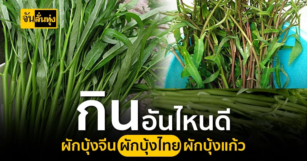 กินมาตั้งนานพึ่งรู้ว่าผักบุ้งสารพัดประโยชน์แล้วจะกินสายพันธุ์ไหนดี