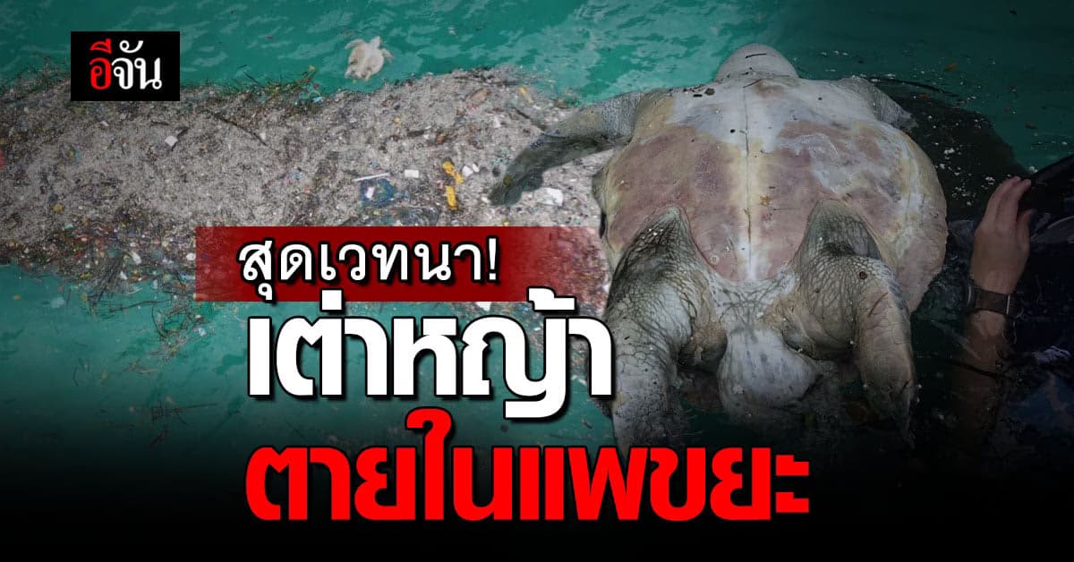 น่าสงสารจับใจ! พบซากเต่าหญ้า กลางแพขยะ
