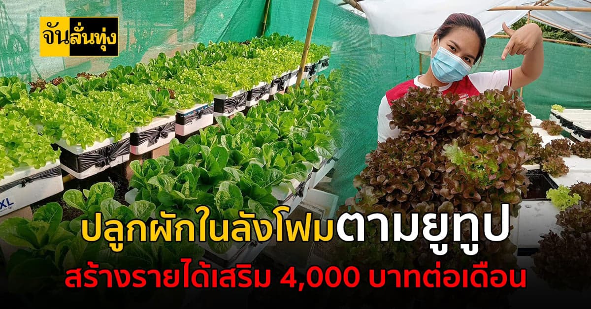 ปลูกผักในลังโฟม ข้างบ้าน สร้างรายได้เสริม 4,000 บาทต่อเดือน