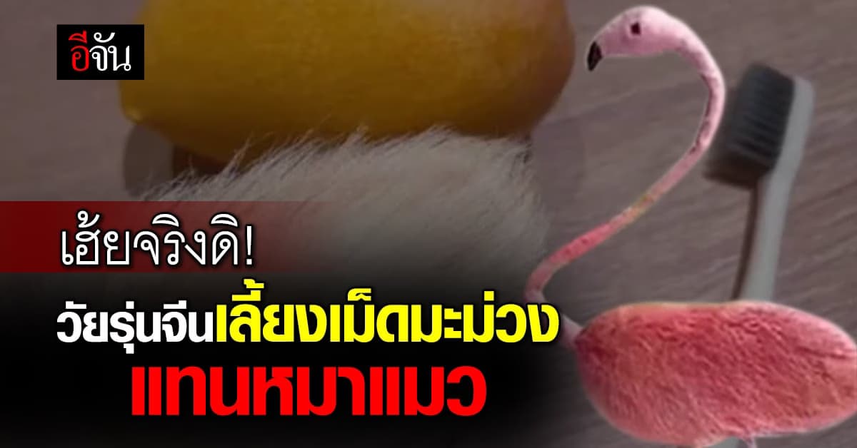 เทรนด์ฮิต! วัยรุ่นจีนเลี้ยงเม็ดมะม่วงแทนหมาแมว