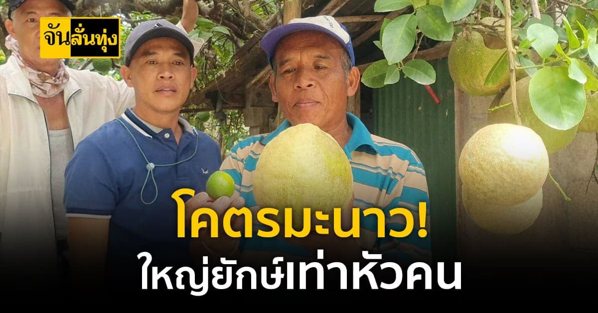 ฮือฮา! ชาวบ้านพะเยา พบมะนาวสีทองยักษ์ ลูกใหญ่เท่าหัวคน