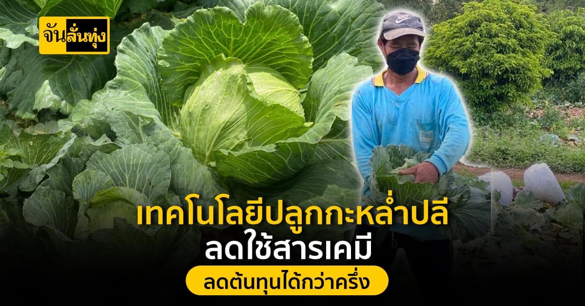จากวิธีการปลูกกะหล่ำปลีลดใช้สารเคมี ลดต้นทุนได้กว่าครึ่ง