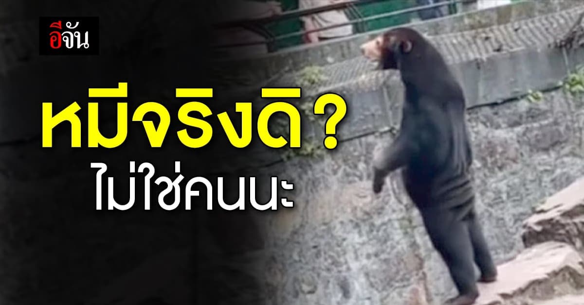 นี่หมีจริงดิ? โซเชียลถกเถียงกันจนสวนสัตว์ต้องออกมายืนยัน