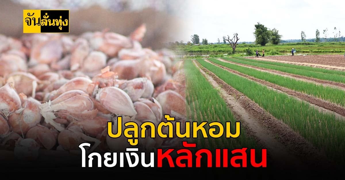โกยเงินหลักแสน! ปลูกต้นหอมแบบไร้สารบนพื้นที่ 1 ไร่